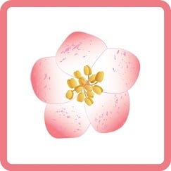 Chaenomeles speciosa